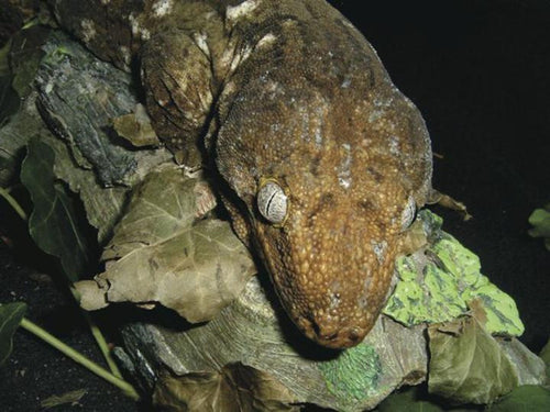 New Caledonian Giant Gecko (Rhacodactylus leachianus)