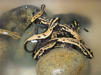 California newt (Taricha torosa)