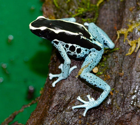 Dendrobates tinctorius ''Patricia''