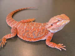 Bearded dragons (Red)