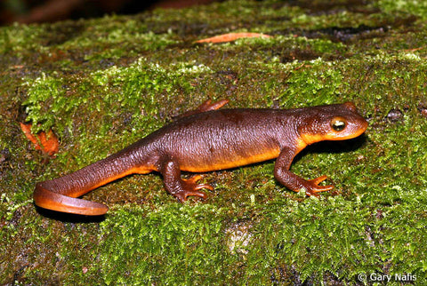 Red eye Crocodile skinks (Tribolonotus gracilis)