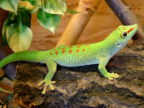 Phelsuma Madagascariensis Grandis