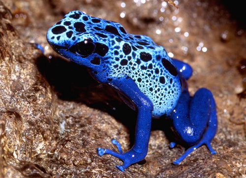 Dendrobates azureus