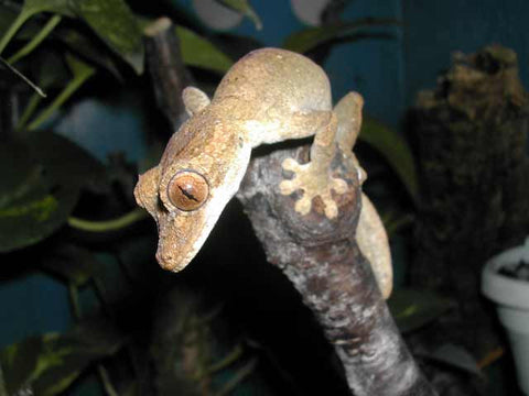 Uroplatus fimbriatus