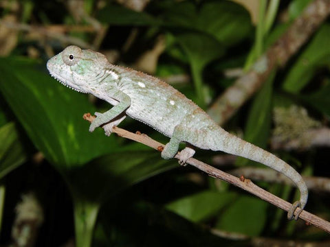 Uroplatus Guentheri