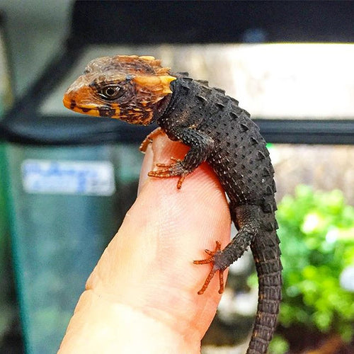 Red eye Crocodile skinks (Tribolonotus gracilis)