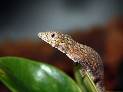 Mossy gecko (Mniarogekko Chahoua) Pine Isle Locality