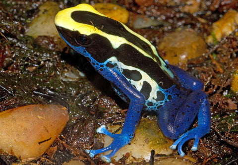 White tree frog (Litoria caerulea)