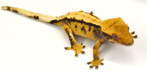 New Caledonian Giant Gecko (Rhacodactylus leachianus)