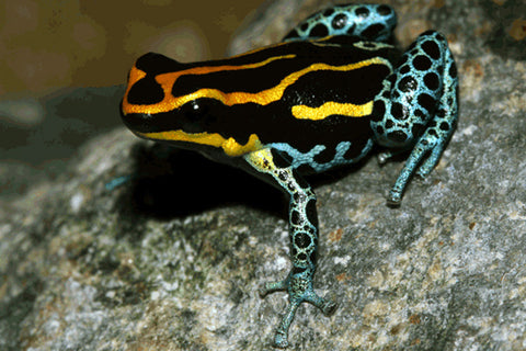 White tree frog (Litoria caerulea)