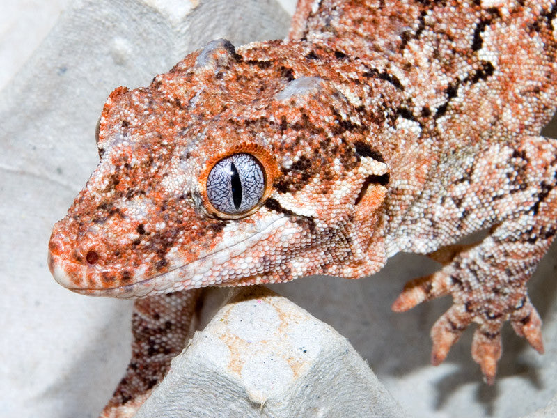 Bearded dragons (Red) – M.O.C. Reptiles