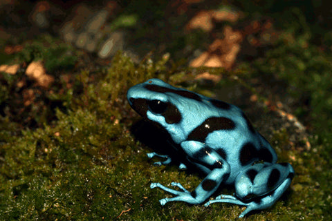 Dendrobates azureus