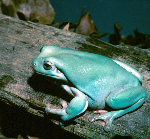 White tree frog (Litoria caerulea)