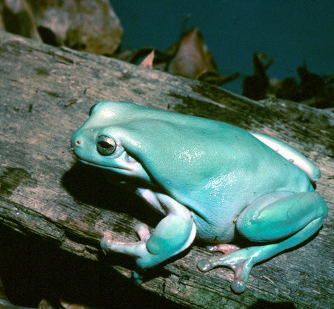 Dendrobates tinctorius (Powder Blue)