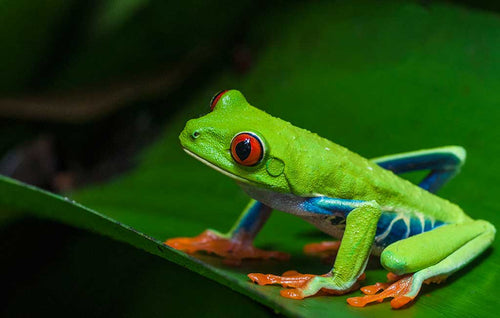 Red Eyed Tree Frog (Agalychnis callidryas)