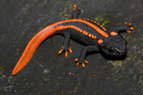 Red eye Crocodile skinks (Tribolonotus gracilis)