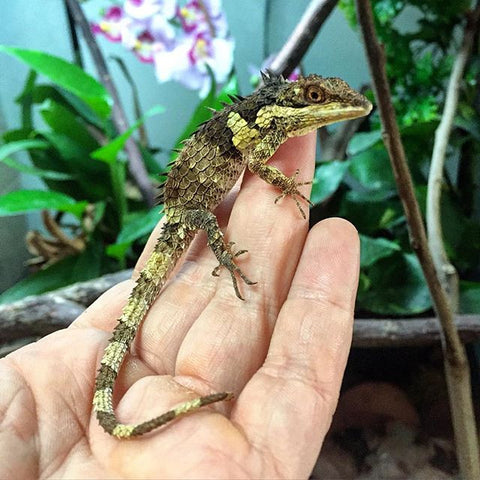 Uroplatus fimbriatus