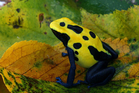 Dendrobates truncatus