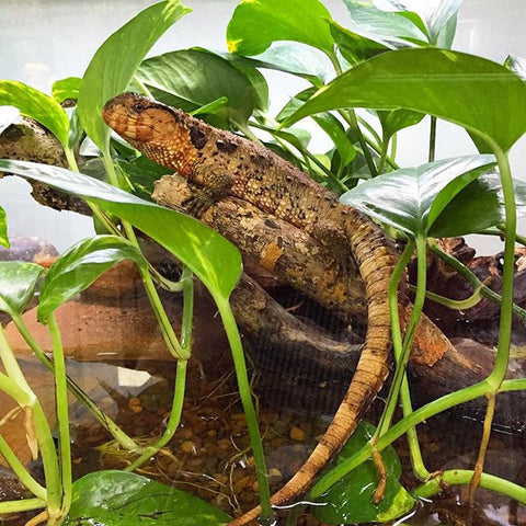 Mossy gecko (Mniarogekko Chahoua) Pine Isle Locality