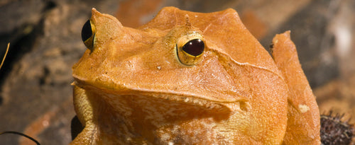 Solomon Island Leaf frogs (Ceratobatrachus guentheri)