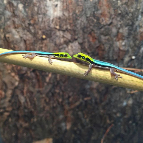 Red eye Crocodile skinks (Tribolonotus gracilis)