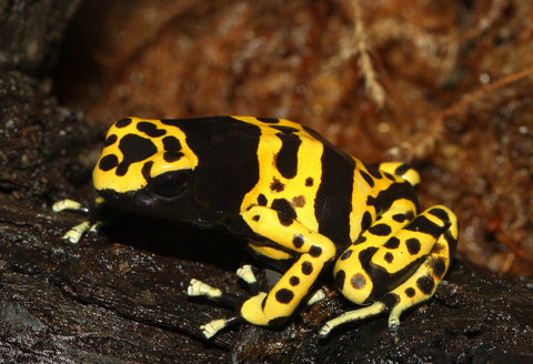 Crested Geckos Harlequins