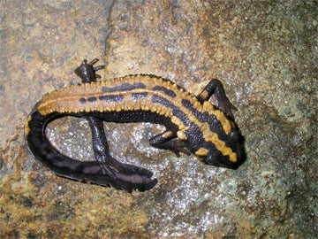 Laotriton laoiensis