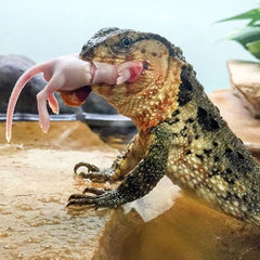 Shinisaurus crocodilurus