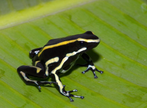 Dendrobates azureus