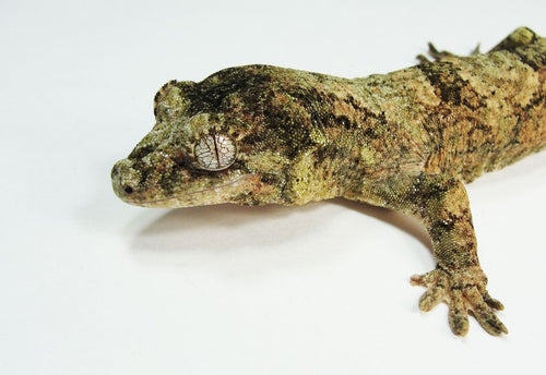 Mossy Gecko