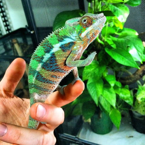 Panther chameleon grown males